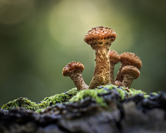fungi-5