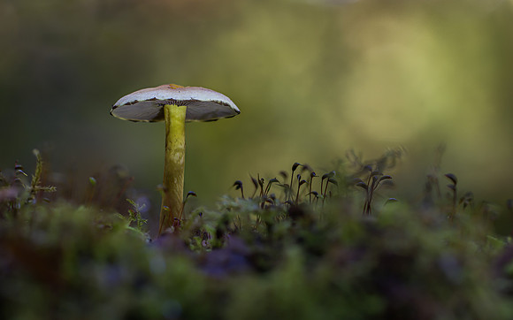 fungi-2