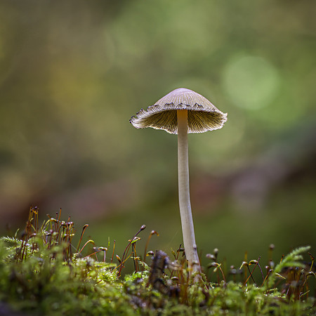 fungi-4