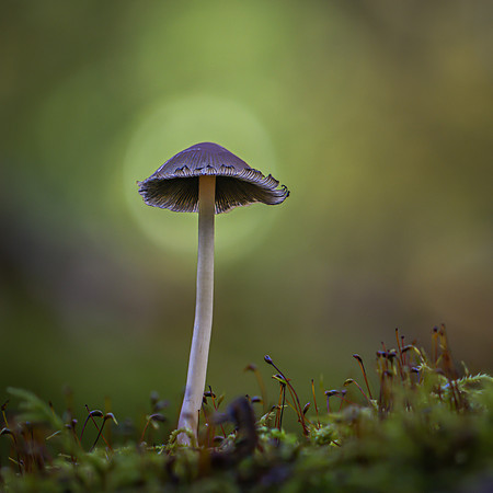 fungi-3