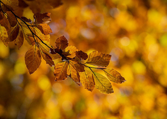 autumn leaves-1