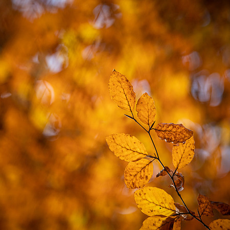 autumn leaves-3