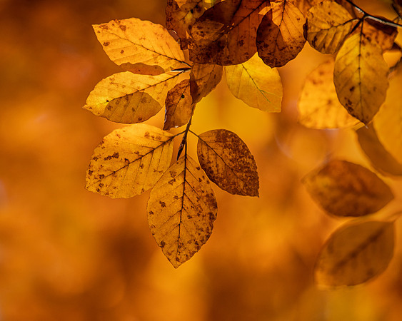 autumn leaves-2