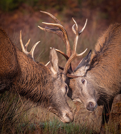 deer3