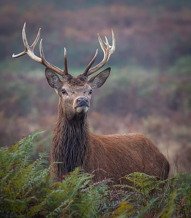 deer1