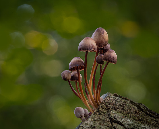 fungi-2