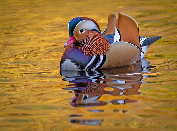 duck-3