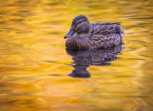 duck-6