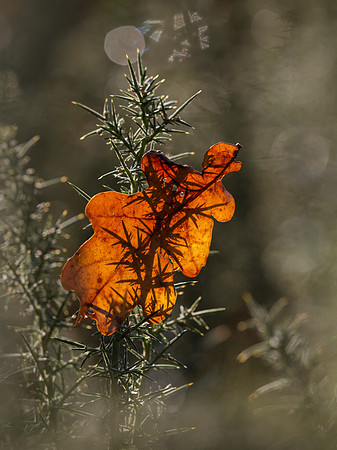 leaf-1