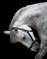 horse-101