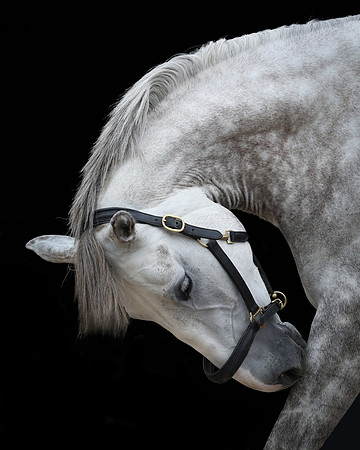 horse-101