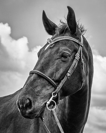 Mudds Bank Farm-10