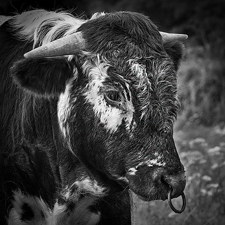 Mudds Bank Farm-21