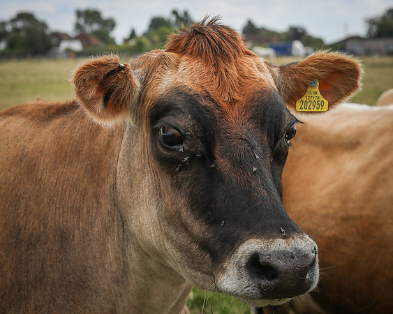 Jersey Cows-5