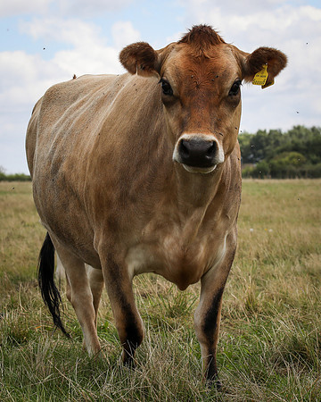 Jersey Cows-3