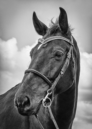 Mudds Bank Farm-9