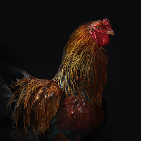 Mudds Bank Farm-26