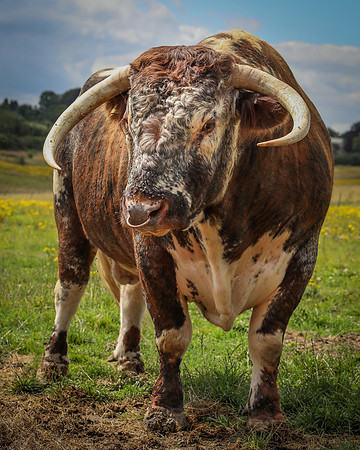 Mudds Bank Farm-16