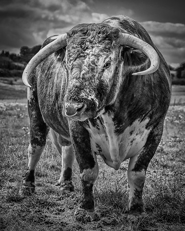 Mudds Bank Farm-15