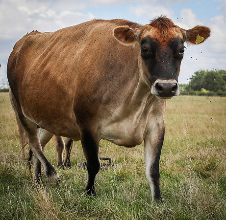 Jersey Cows-2