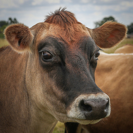 Mudds Bank Farm-24