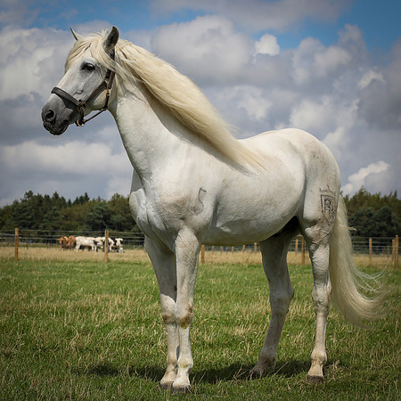 Mudds Bank Farm-17