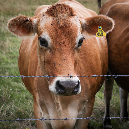 Jersey Cows-4