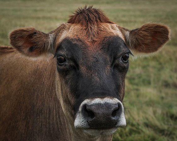 Mudds Bank Farm-25