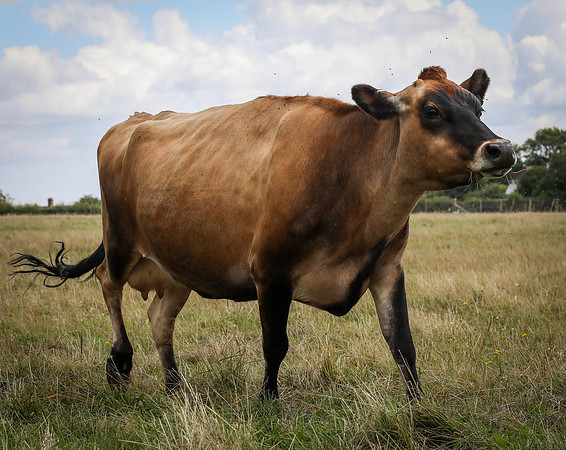 Jersey Cows-1