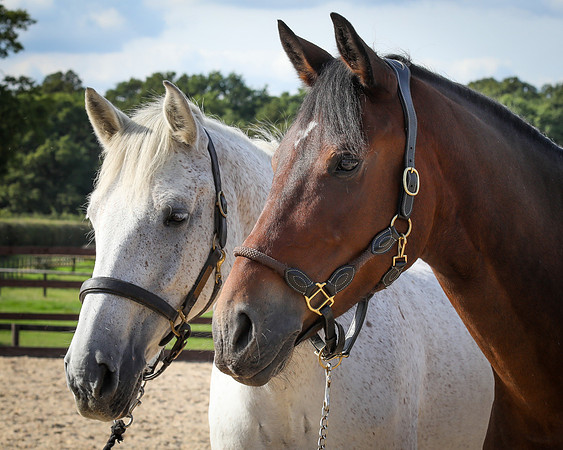 Shurlock Stables-40