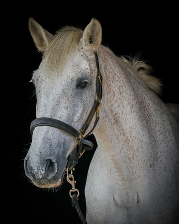 Shurlock Stables-11