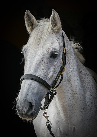 Shurlock Stables-3