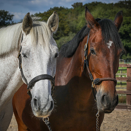 Shurlock Stables-38