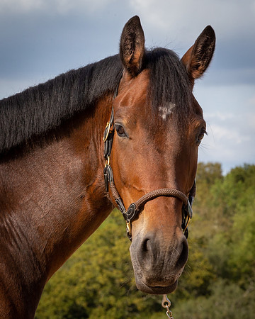 Shurlock Stables-51