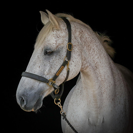 Shurlock Stables-7