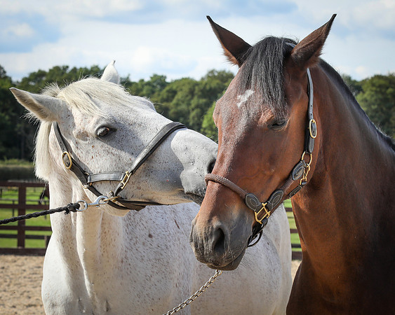 Shurlock Stables-43