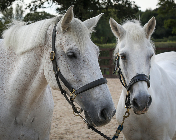 Shurlock Stables-22