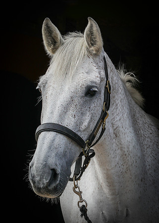 Shurlock Stables-1