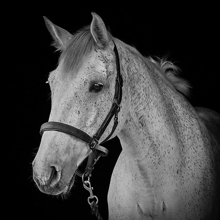 Shurlock Stables-8