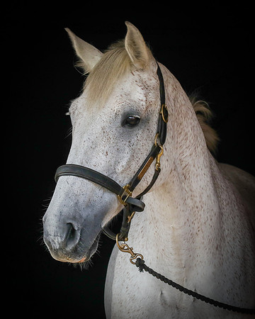 Shurlock Stables-5