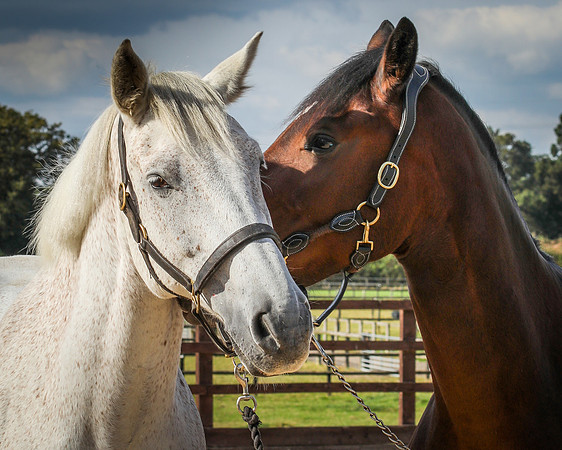 Shurlock Stables-34