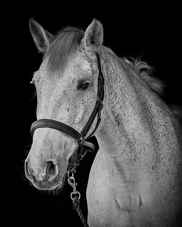 Shurlock Stables-10