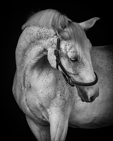 Shurlock Stables-12