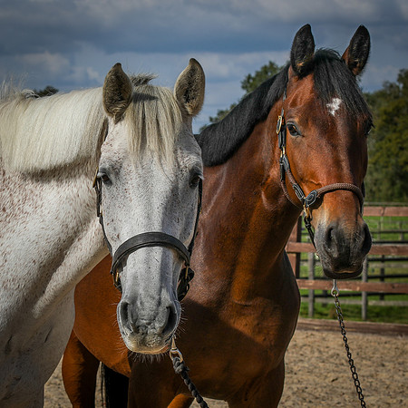Shurlock Stables-31