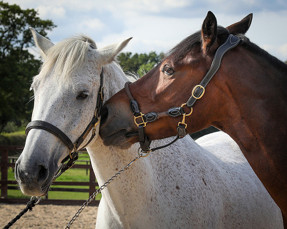 Shurlock Stables-44