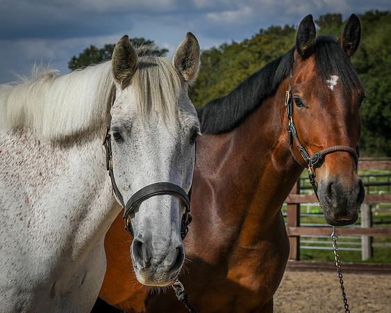 Shurlock Stables-33