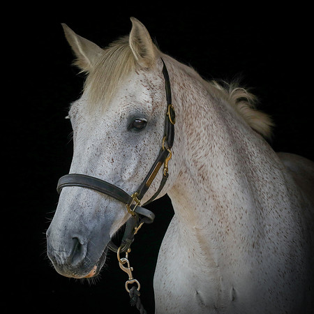 Shurlock Stables-9