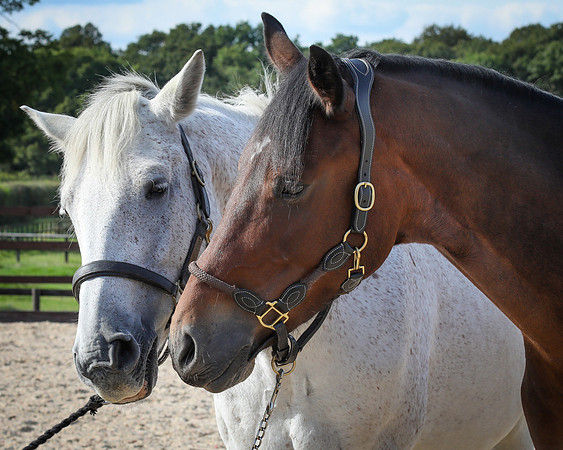 Shurlock Stables-42