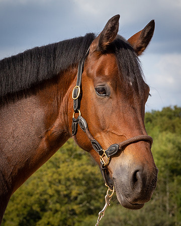 Shurlock Stables-52