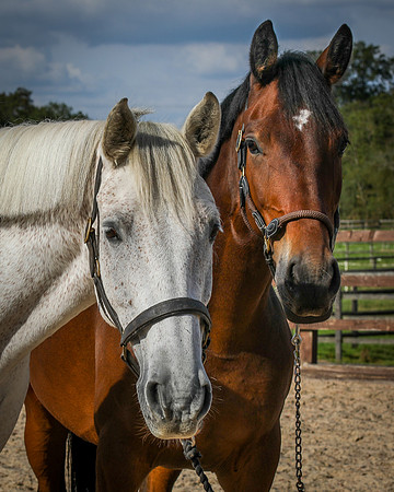 Shurlock Stables-30